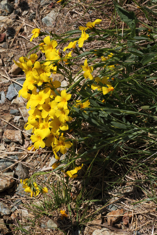 Linum campanulatum / Lino a campanelle